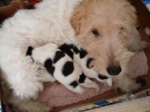 Fox terriers poils dur
0 71390 Sainte-h�l�ne