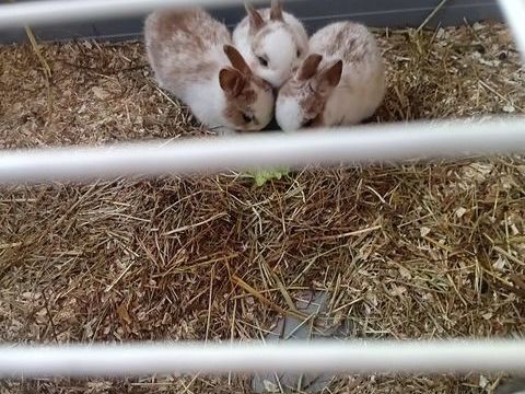 Lapin nain 10 02400 Ch�teau-thierry