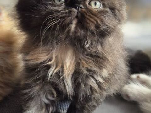 Chatons Persans 650 40130 Capbreton
