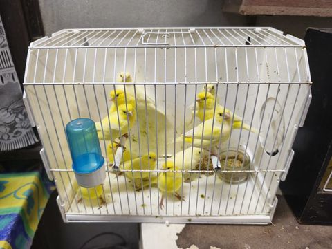 Oiseaux canaris jaune 20 29290 Saint-renan