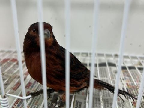 Canari rouge / noir rouge 50 33140 Villenave-d'ornon