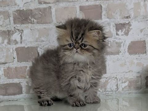 Chatons persan loof 1500 59430 Saint-pol-sur-mer