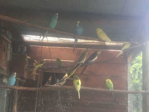 perruches ondulées 10 71240 Sennecey-le-grand