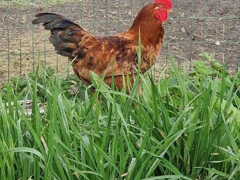 Coq 15 44310 Saint-philbert-de-grand-lieu
