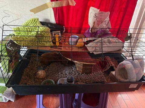 Cochon d'inde male en ! 30 93500 Pantin