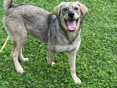 GIZMO est un joli petit crois&eacute; de 11 mois 300 62100 Calais