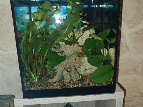 Aquarium Askoll pure M 80 13200 Arles