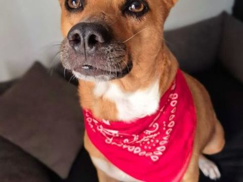 LUCY les yeux rempli d'Amour 350 78100 Saint-germain-en-laye