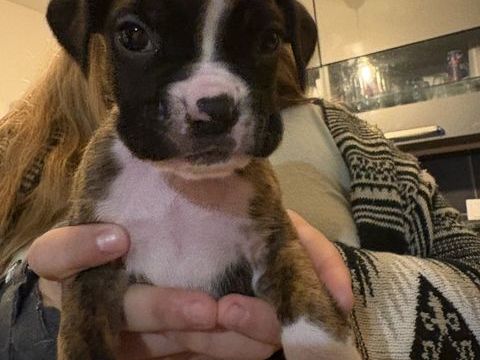 Chiots boxer 0 14170 Vendeuvre