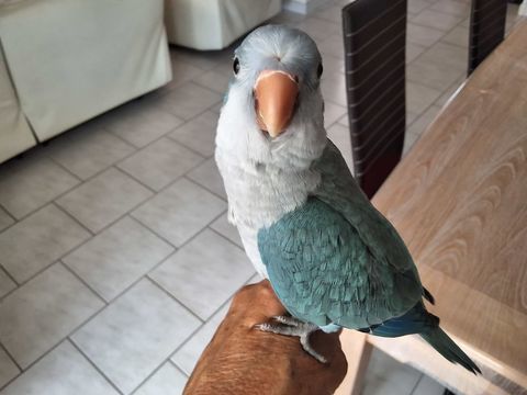 Perruche  souris (conure) 200 44190 Gtign