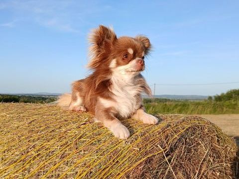 M&acirc;le Chihuahua LOF de 2 ans, couleur chocolat 1500 71130 Chassy