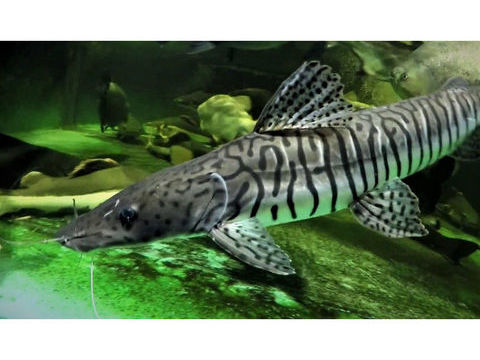 Pseudoplatystoma Fasciatum 40 cm 100 60320 Saint-sauveur