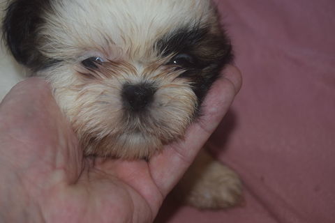 shih tzu chiots 1200 76430 Sainneville