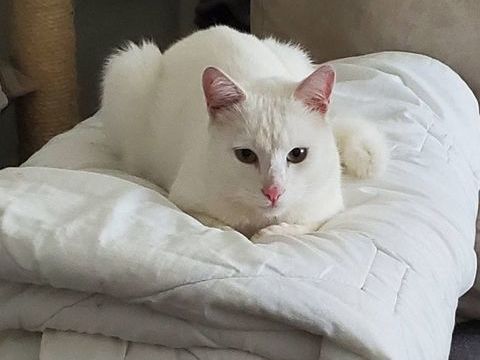 Nova, chat blanc &agrave; adopter 200 44700 Orvault