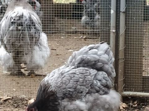 oeufs f&eacute;cond&eacute;s orpington bleu porteur lavande, splash 0 18200 Saint-amand-montrond