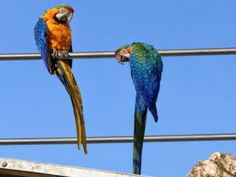 Couple Cacato&egrave;s CATALINA 2800 46340 Salviac