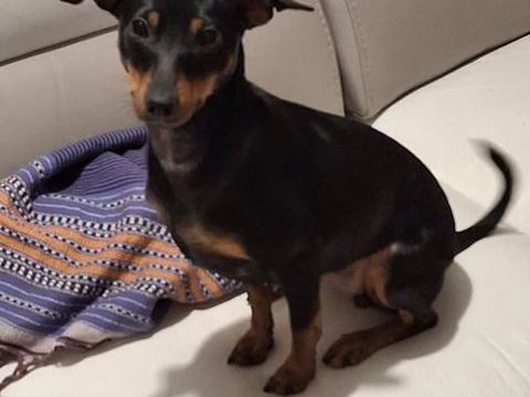 Pinscher femelle 0 51100 Reims