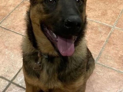 ALISETTE, chiot type berger allemand, 6 mois 200 34500 B�ziers