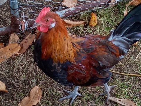 Coq seul et couple coq/poule GAULOIS DORE 25 22140 Tonqu�dec