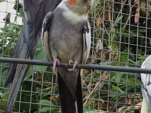 CALOPSITTES MANDARINS ET VOLI&Egrave;RE 30 33250 Saint-sauveur