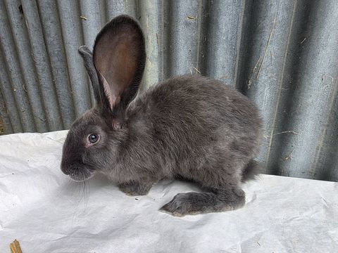 Lapin g&eacute;ant des flandres 70 32000 Auch