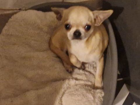 Port&eacute;e de 3 sublimes chihuahuas  pl court non lof.
900 37120 Luz�