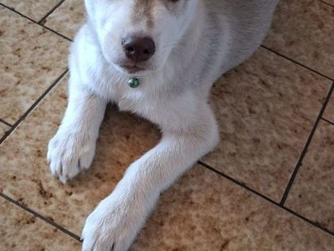 Chiots type Husky de Sib&eacute;rie 250 56950 Crach