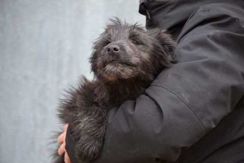 🩷ENYA🩷chiot crois&eacute;e Border Collie femelle,  regardez ma bouille 220 24140 Douville