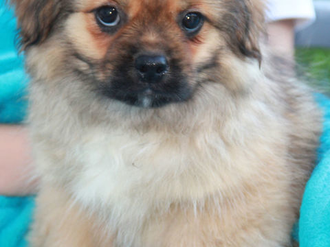 Chiots &eacute;pagneuls du tibet LOF 1250 44350 Gu�rande