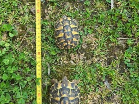 Tortues de terre 50 06130 Grasse