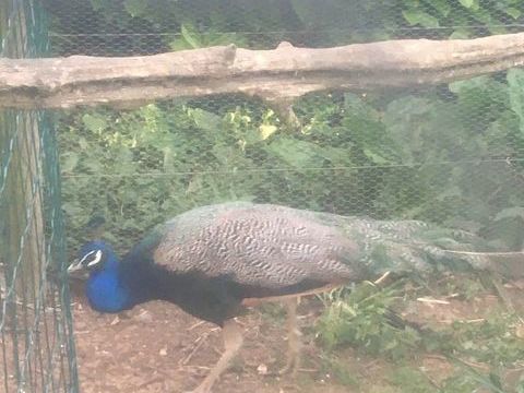 Paon bleu 100 71240 Sennecey-le-grand