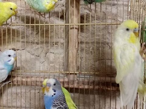 Perruches 2025 5 53240 Saint-jean-sur-mayenne