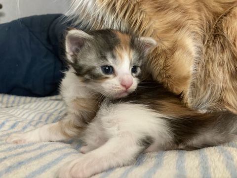 Chaton Maine, Coon F
700 34660 Cournonterral