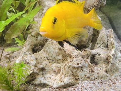 Labidochromis 0 50260 Rauville-la-bigot