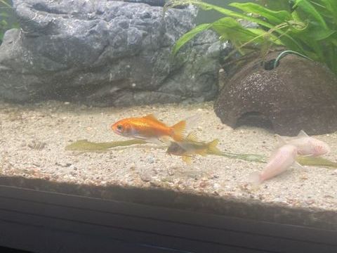 Poisson rouge et apistorgrama cacatoide 0 13127 Vitrolles