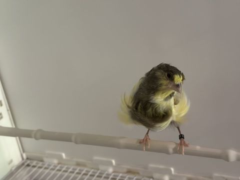 Canaris frises parisiens 50 83210 Belgentier