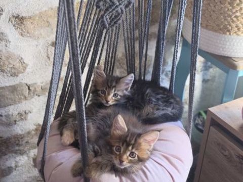 Chatons maine coon 1300 44160 Crossac