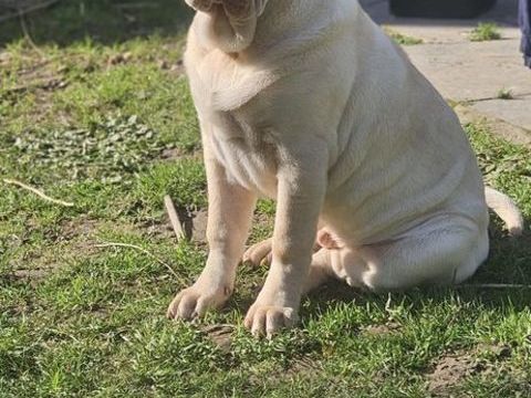 Sharpei 300 37700 Saint-pierre-des-corps