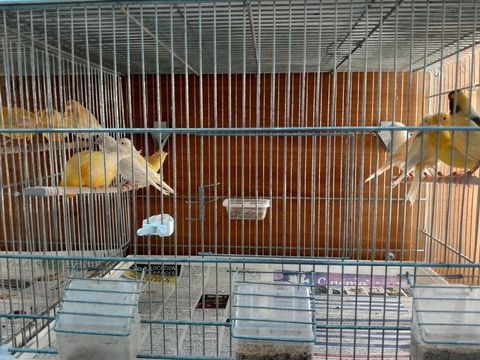 Oiseaux 23 38600 Fontaine