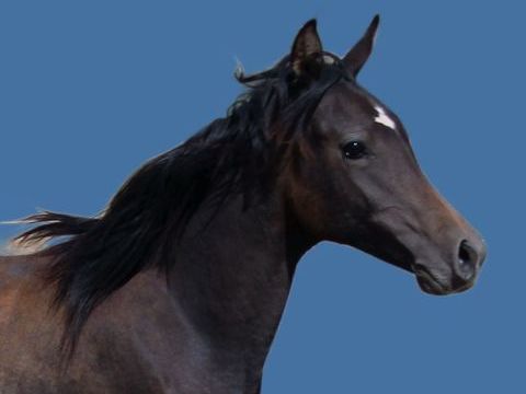 ZAPHIR AL RIUS PSAR "golden cross 3500 11800 Saint-frichoux