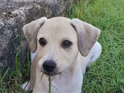 Yuno, femelle X border née le 14/09/2025 300 45000 Orlans