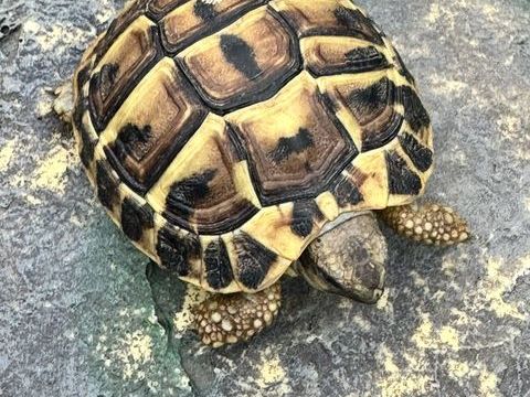 Tortue d'un an  90 91410 Dourdan