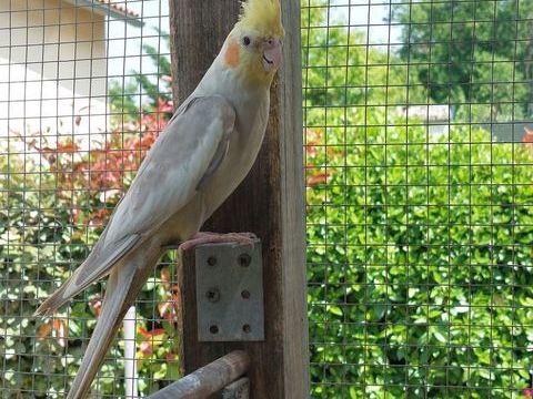 Couple calopsittes 60 86500 Montmorillon