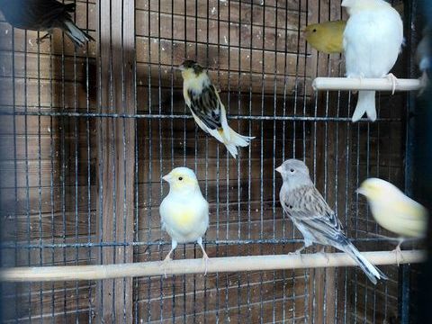 CANARIS 15 80120 Rue