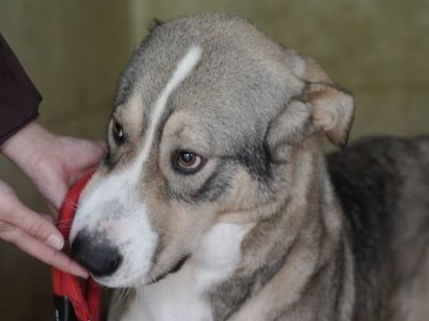 KEYLA 320 27620 Gasny