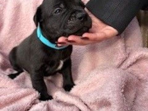 Port&eacute;e de Staffordshire Bull Terrier disponible 1600 69360 Solaize