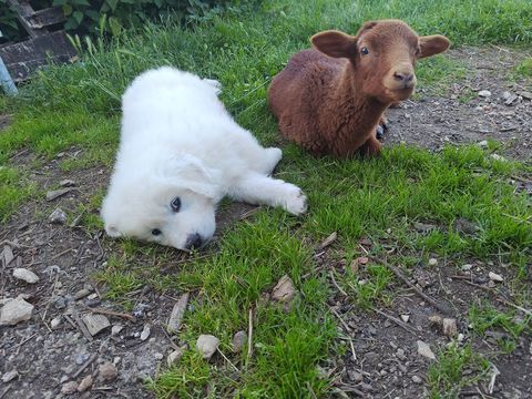 Patous sociabilis&eacute;s disponibles 1000 16350 Champagne-mouton