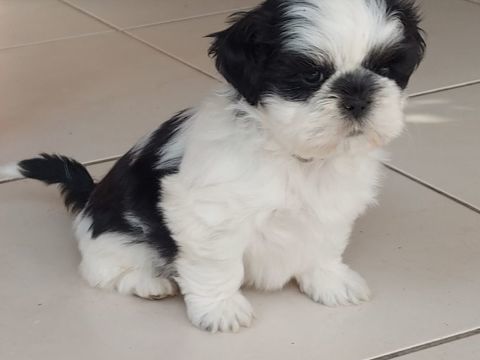 Chiots shih tzu 950 80150 Domvast