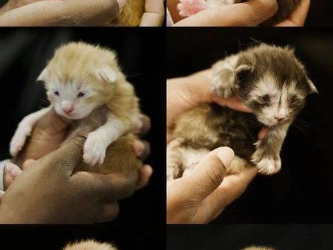 Chaton maine coon 1500 27370 La saussaye