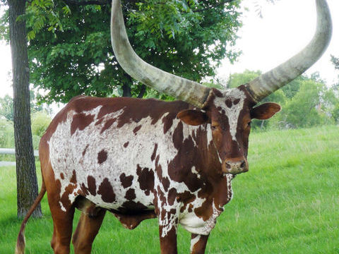 Passionn&eacute; recherche animaux originaux. Wallaby/watusi/alpa? 1 35890 Bourg-des-comptes